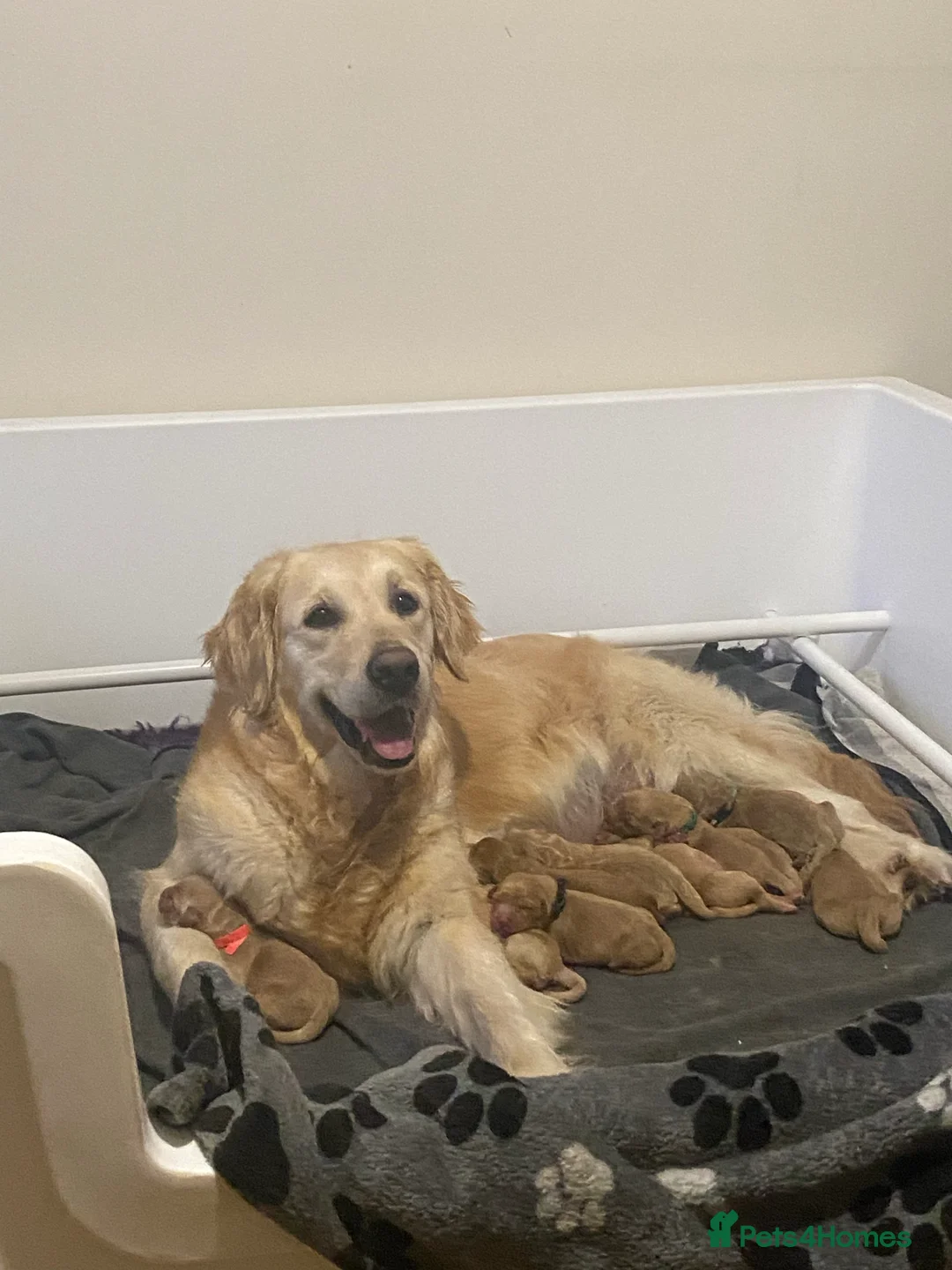 Miniature Poodle dogs for stud: Kc miniature poodles in Wakefield - Advert 5