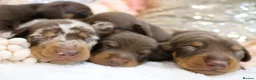 Miniature Dachshund dogs for sale: KC Miniature Dachshund Puppies - Advert 12