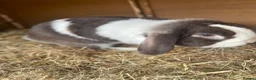 Dwarf Lop rabbits for sale: Gorgeous Dwarf Lop bunnies - 1 buck left - Advert 2