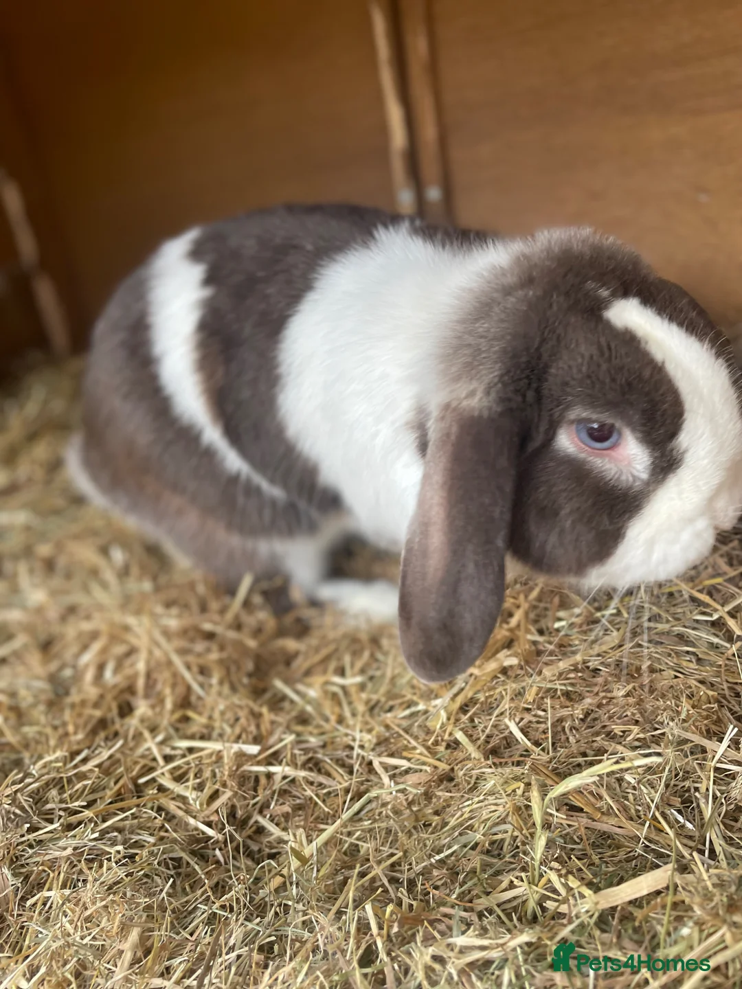 Dwarf Lop rabbits for sale: Gorgeous Dwarf Lop bunnies - 1 buck left - Advert 2