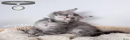 Maine Coon cats for sale: 💚Stunning XL TICA-registered Maine Coon Kittens  - Advert 13