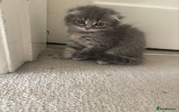 Scottish Fold cats for sale: 5 fluffy Scottish fold kittens  - Image 16