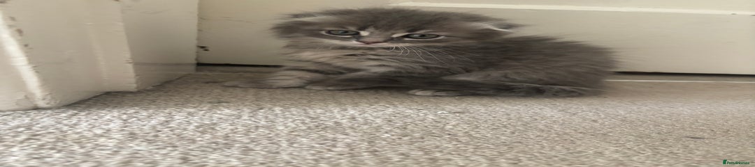 Scottish Fold light silver grey Kitten 2