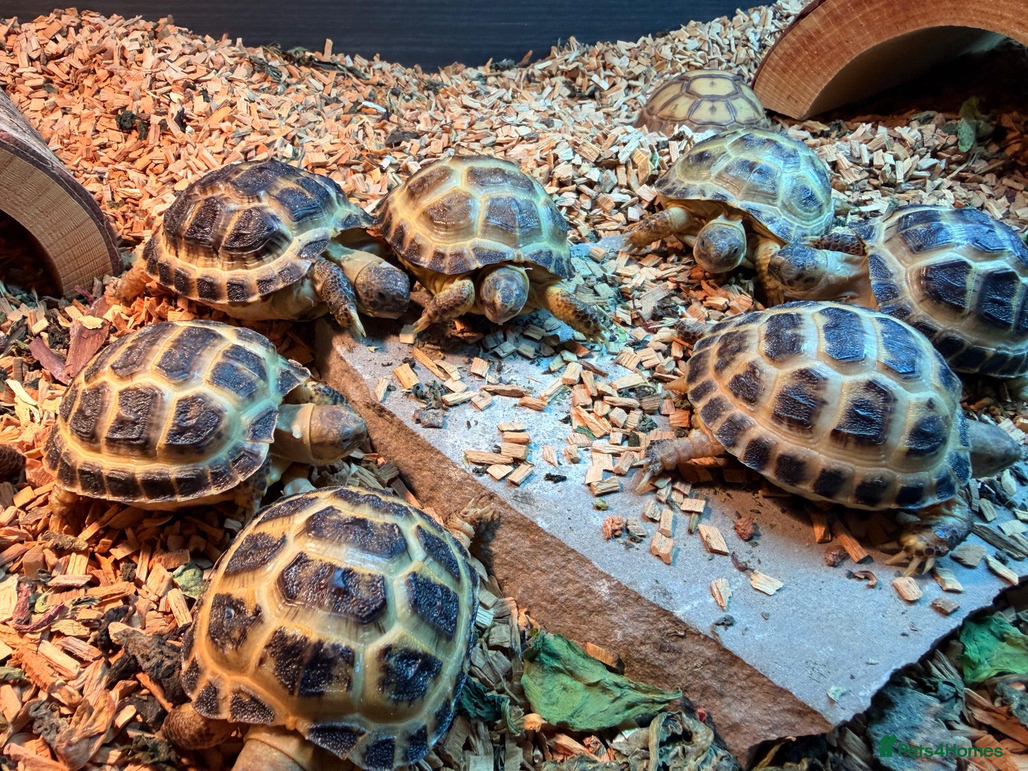 Tortoise reptiles Beautiful horse field baby Tortoises ready to go - Advert 1