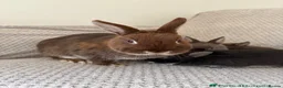 Netherland Dwarf rabbits for sale: Netherland dwarf rabbits - read to go!  - Advert 3