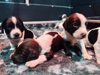 English Springer Spaniel dogs KC English Springer Spaniels - Advert 6