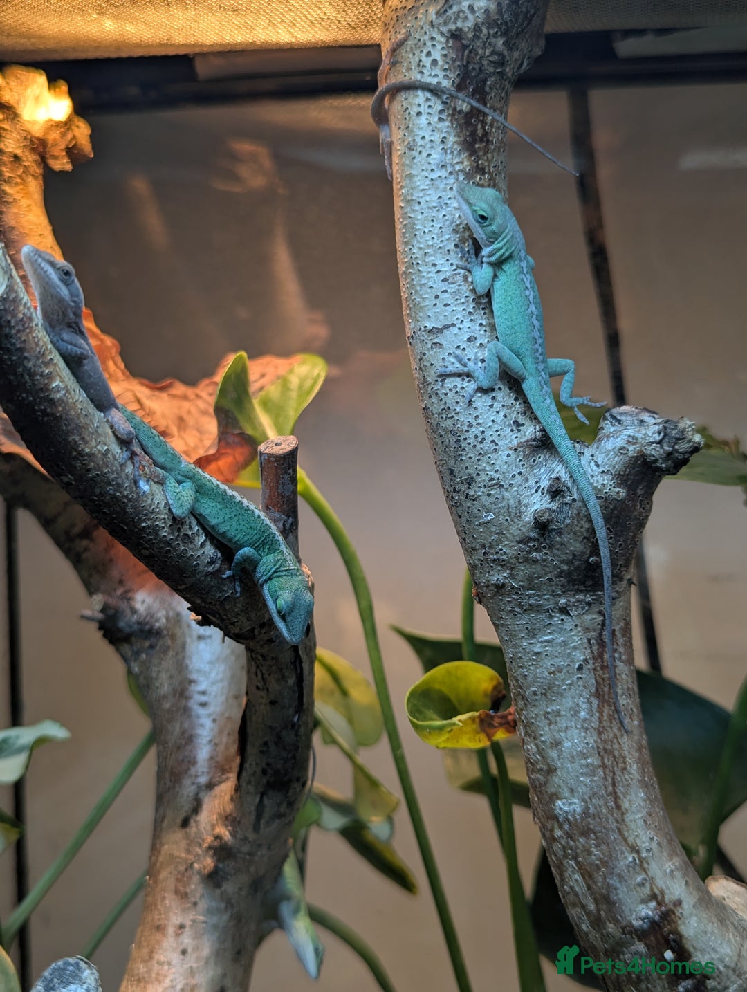 Anole reptiles for sale: Green Anoles. - Advert 3