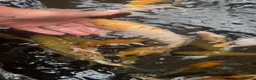 Koi Carp fish for sale: Koi Babies  in Herne Bay - Advert 3