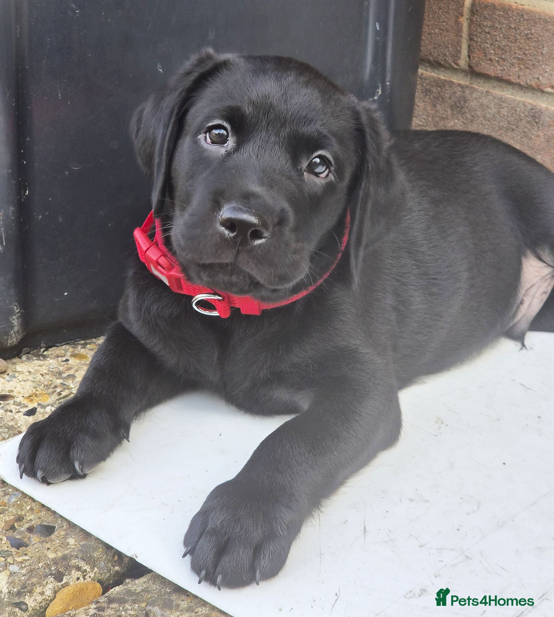 Labrador Retriever dogs KC Labrador BOY: healthy, smart, toilet trained - Advert 2