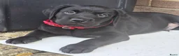 Labrador Retriever dogs for sale: KC Labrador BOY: healthy, smart, toilet trained - Advert 2