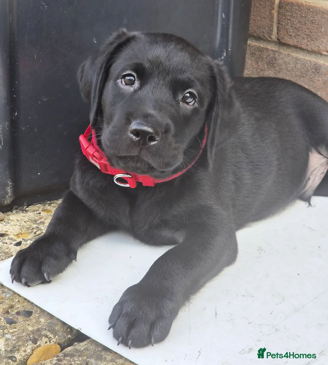 Labrador Retriever dogs for sale: KC Labrador BOY: healthy, smart, toilet trained - Advert 2
