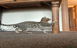 Mixed Breed cats for sale: Bengal x Bombay - kitten  - Image 2