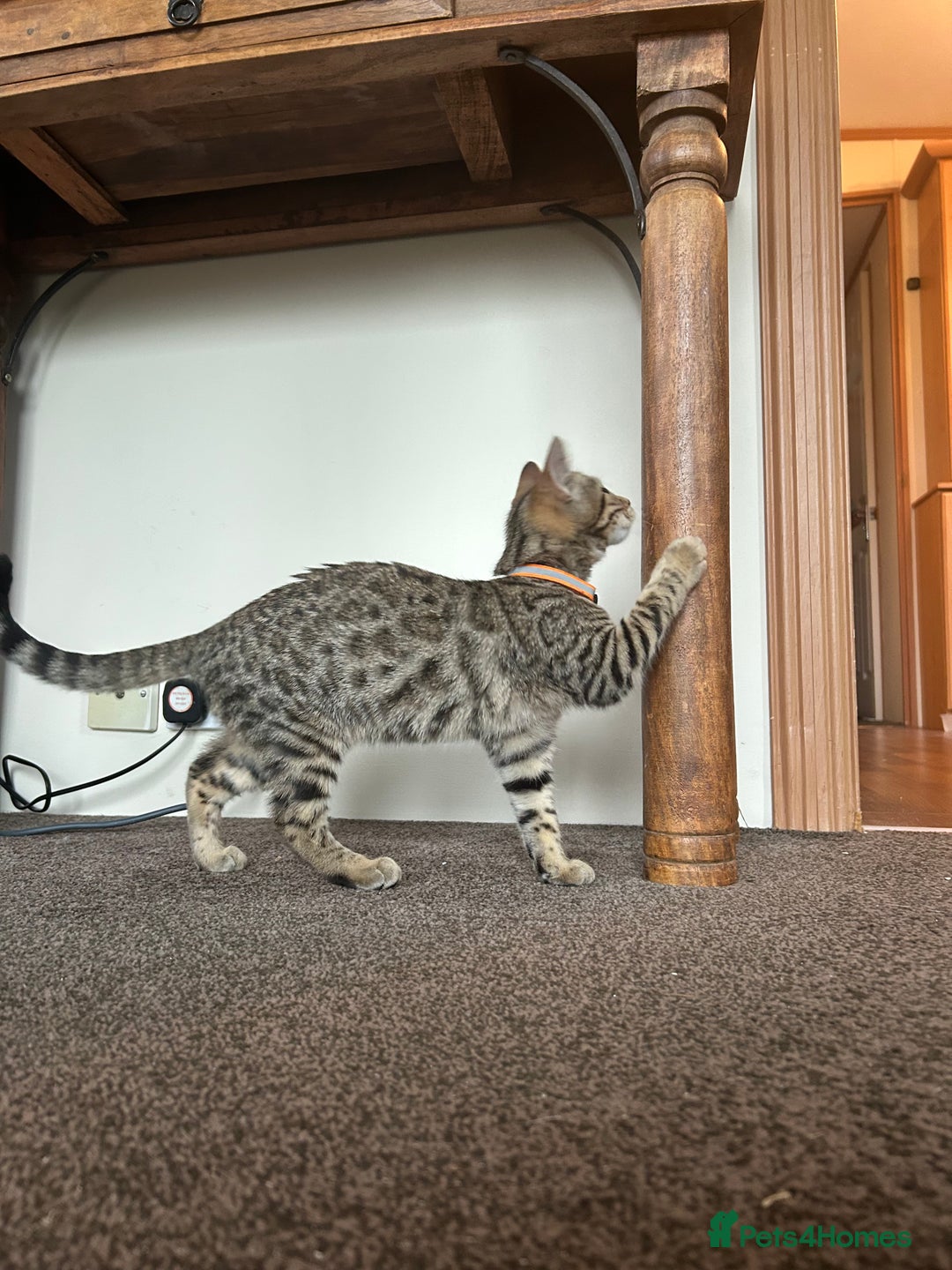 Mixed Breed cats for sale: Bengal x Bombay - kitten  - Image 2