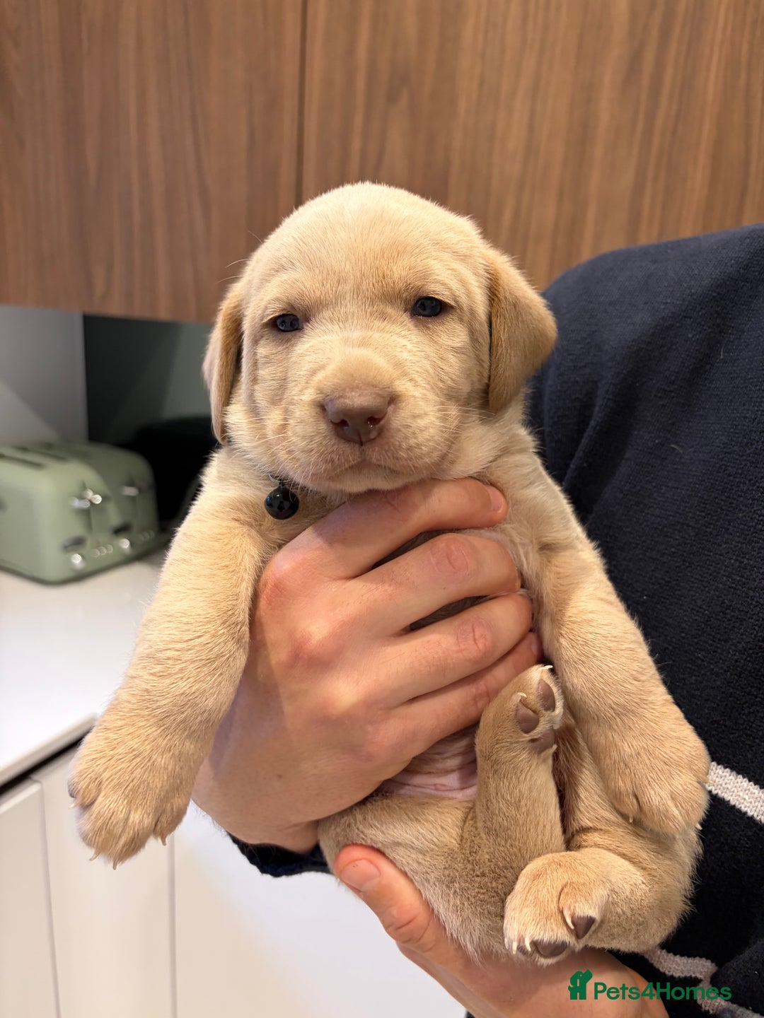 Labrador Retriever dogs for sale: Male Labrador Retrievers 🐶  - Advert 3