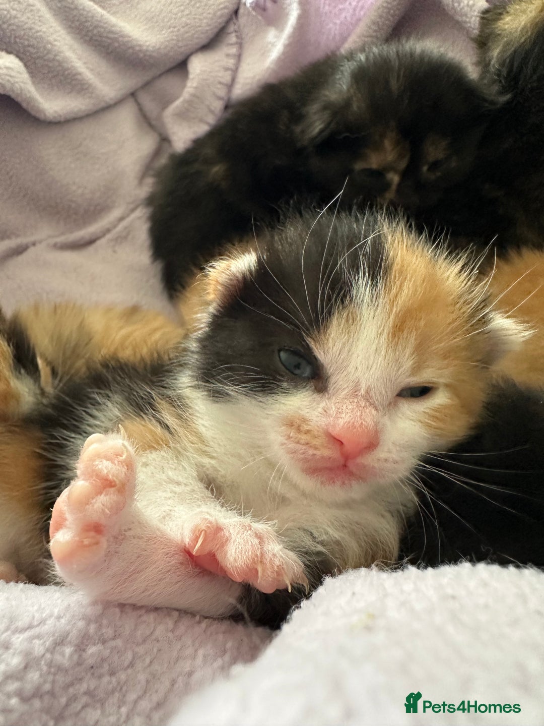 Domestic Shorthair cats for sale: 8 Beautiful kittens with stunning markings  - Image 20