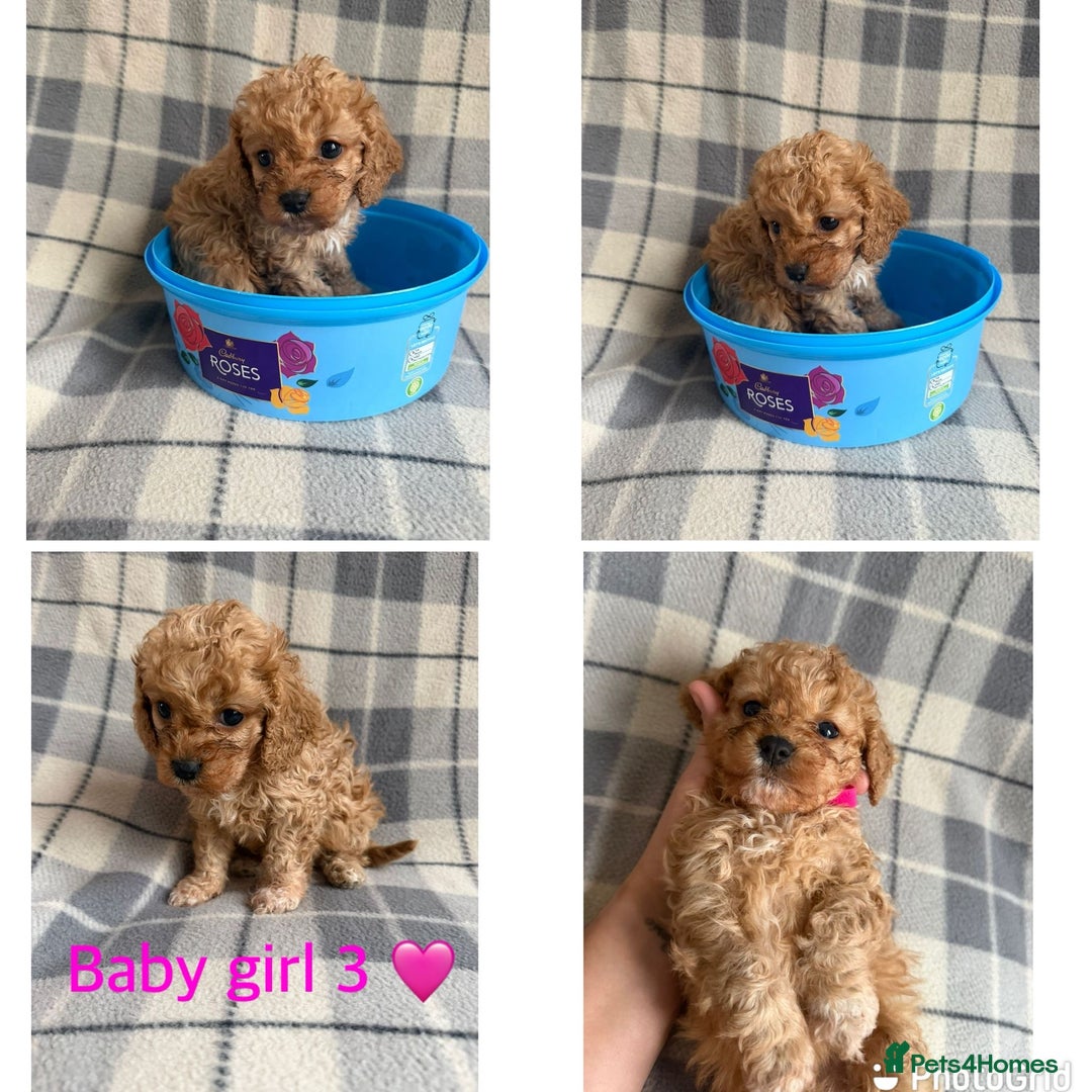 Cavapoo dogs for sale: Beautiful toy cavapoo puppies - Advert 12