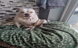 American Bulldog dogs for sale: Puppys - Image 3