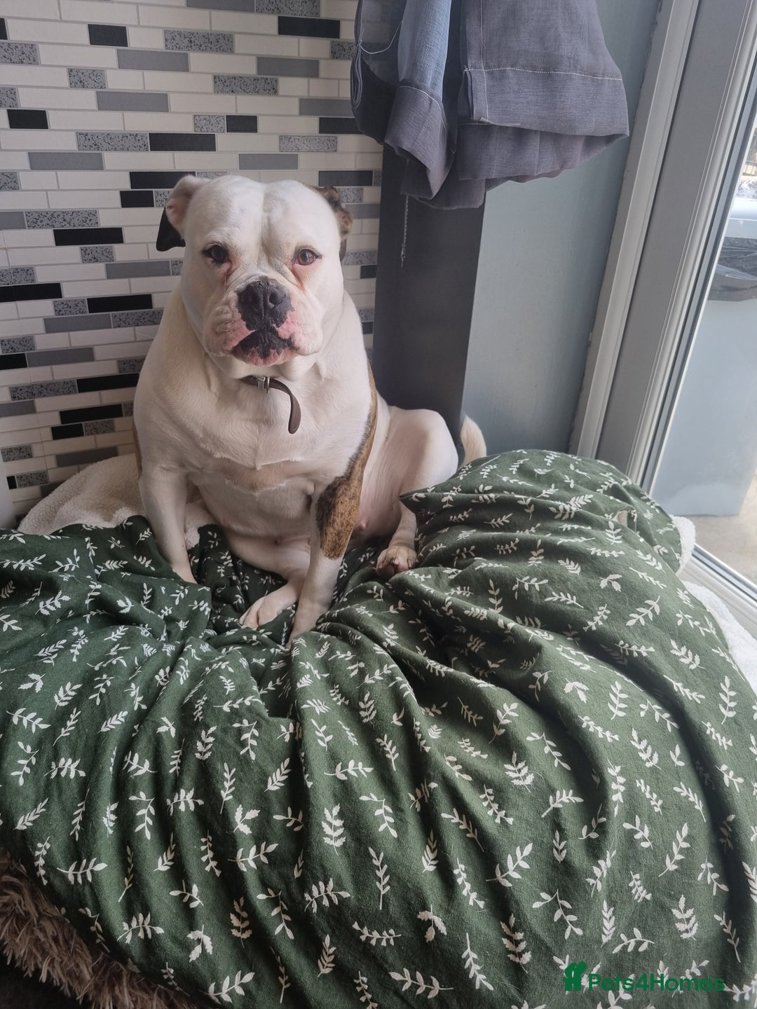 American Bulldog dogs for sale: Puppys - Image 3