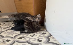 Mixed Breed cats for sale: 2 female kittens  - Image 12