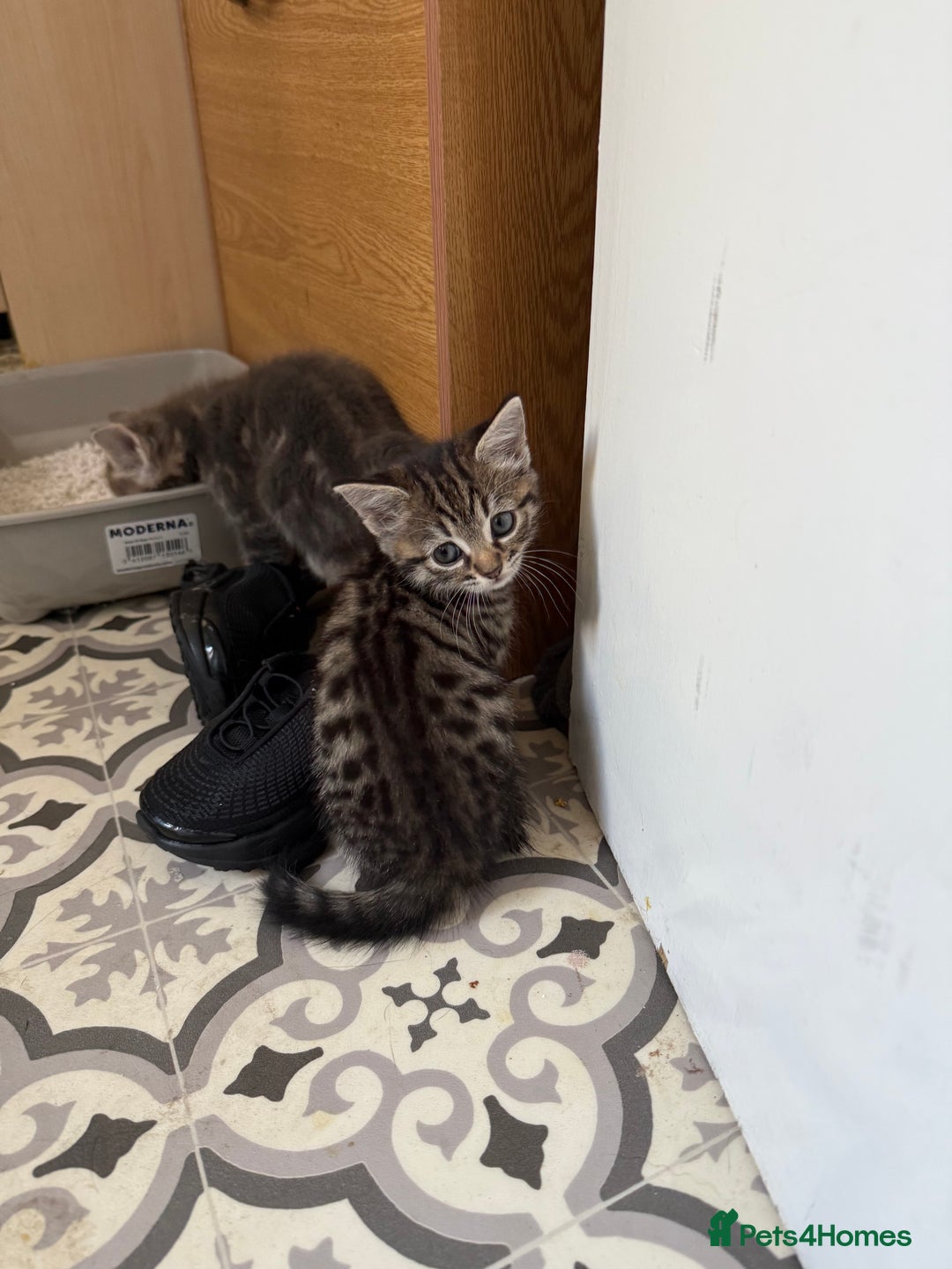 Mixed Breed cats for sale: 2 female kittens  - Image 12