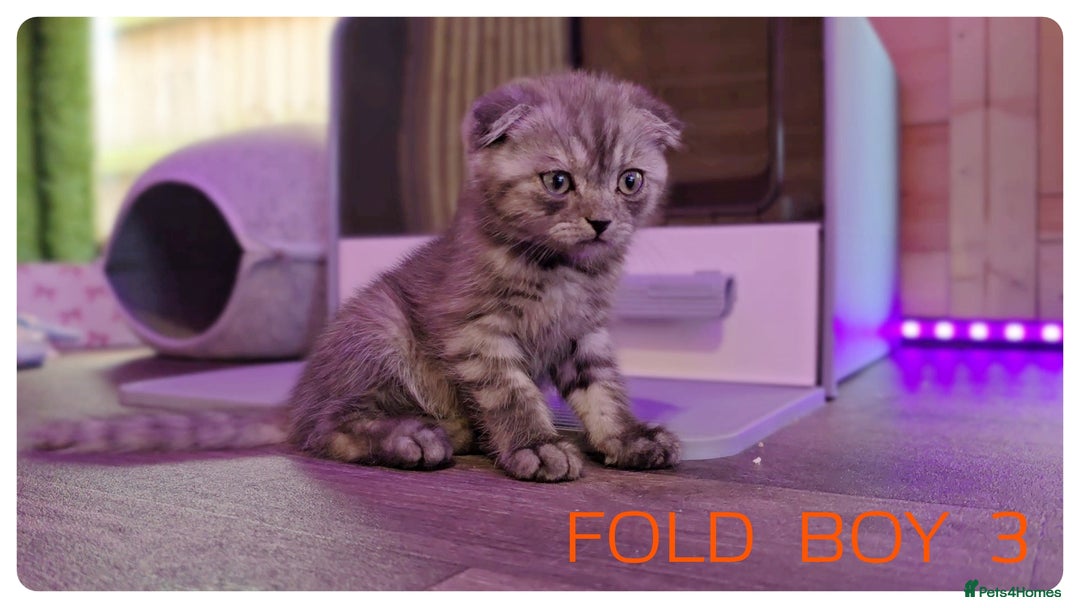 Scottish Fold cats for sale: SCOTTISH FOLD KITTENS ( DELIVERY  AVAILABLE) - Image 7