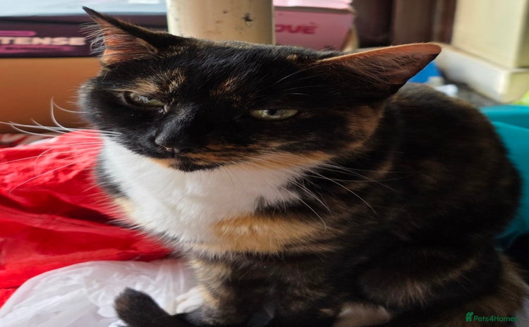 Domestic Shorthair cats - Advert 14