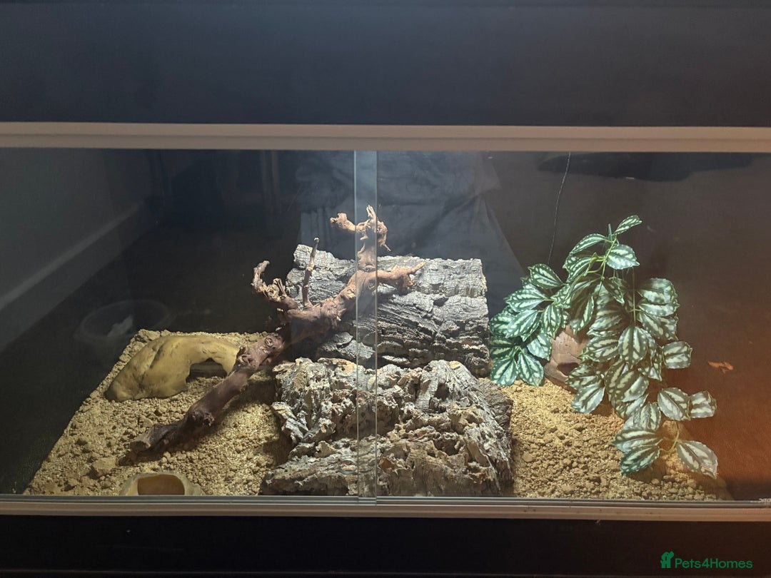 Gecko reptiles for sale: Snow leopard gecko  - Advert 6