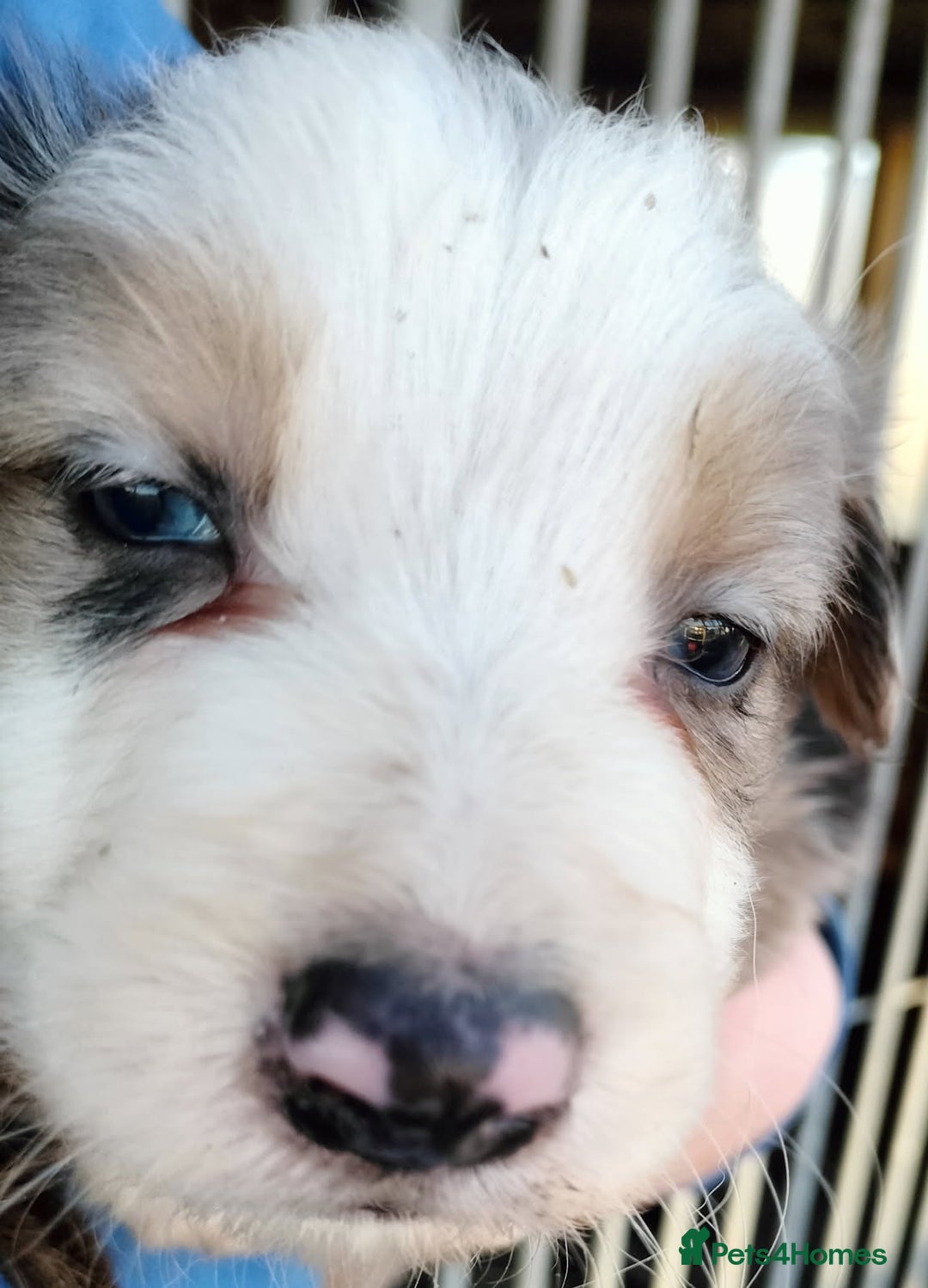 Border Collie dogs for sale: Border collie puppies - Advert 2