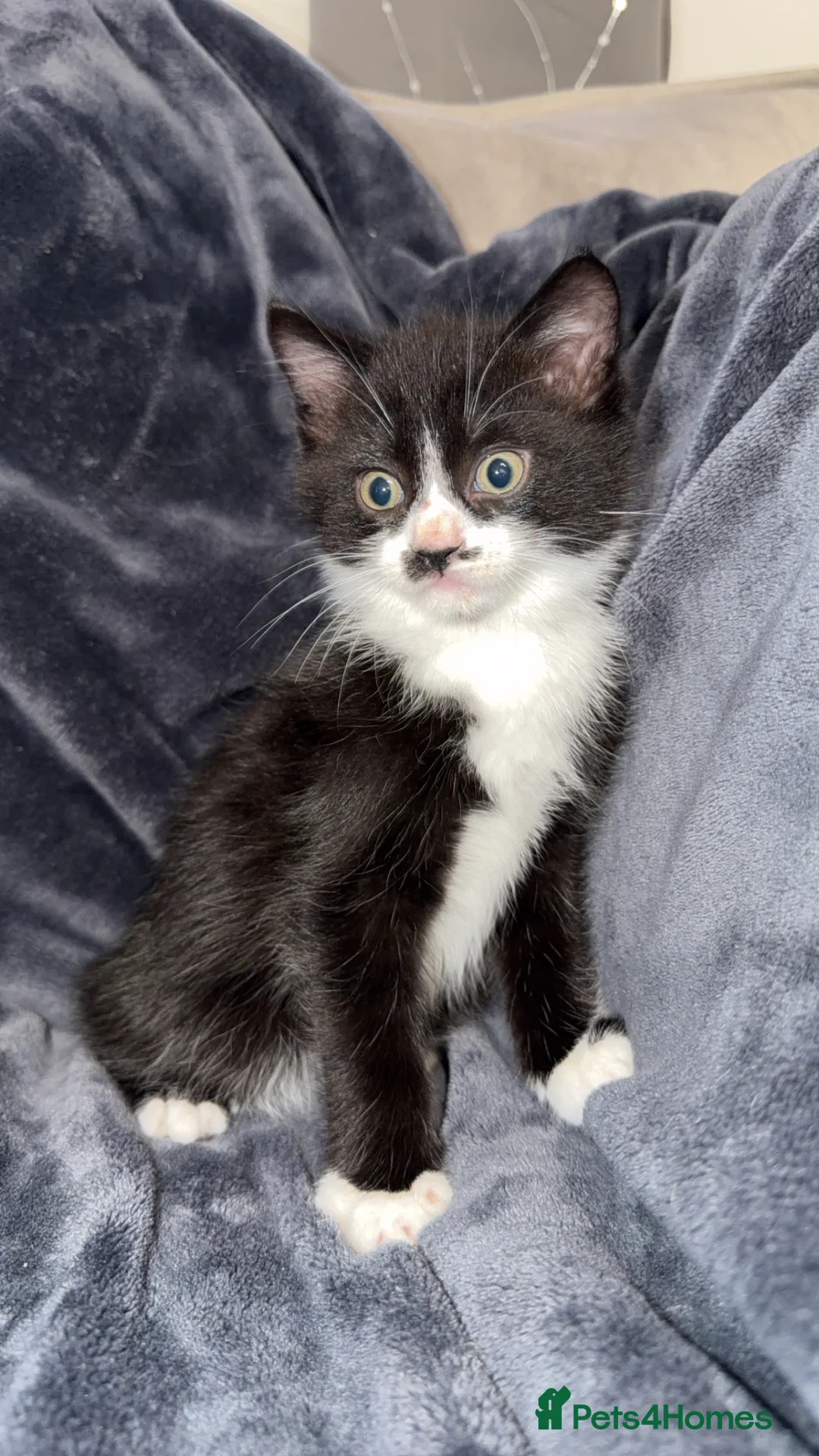 Mixed Breed cats for sale: Persian blue Russian & Tabby - Advert 32