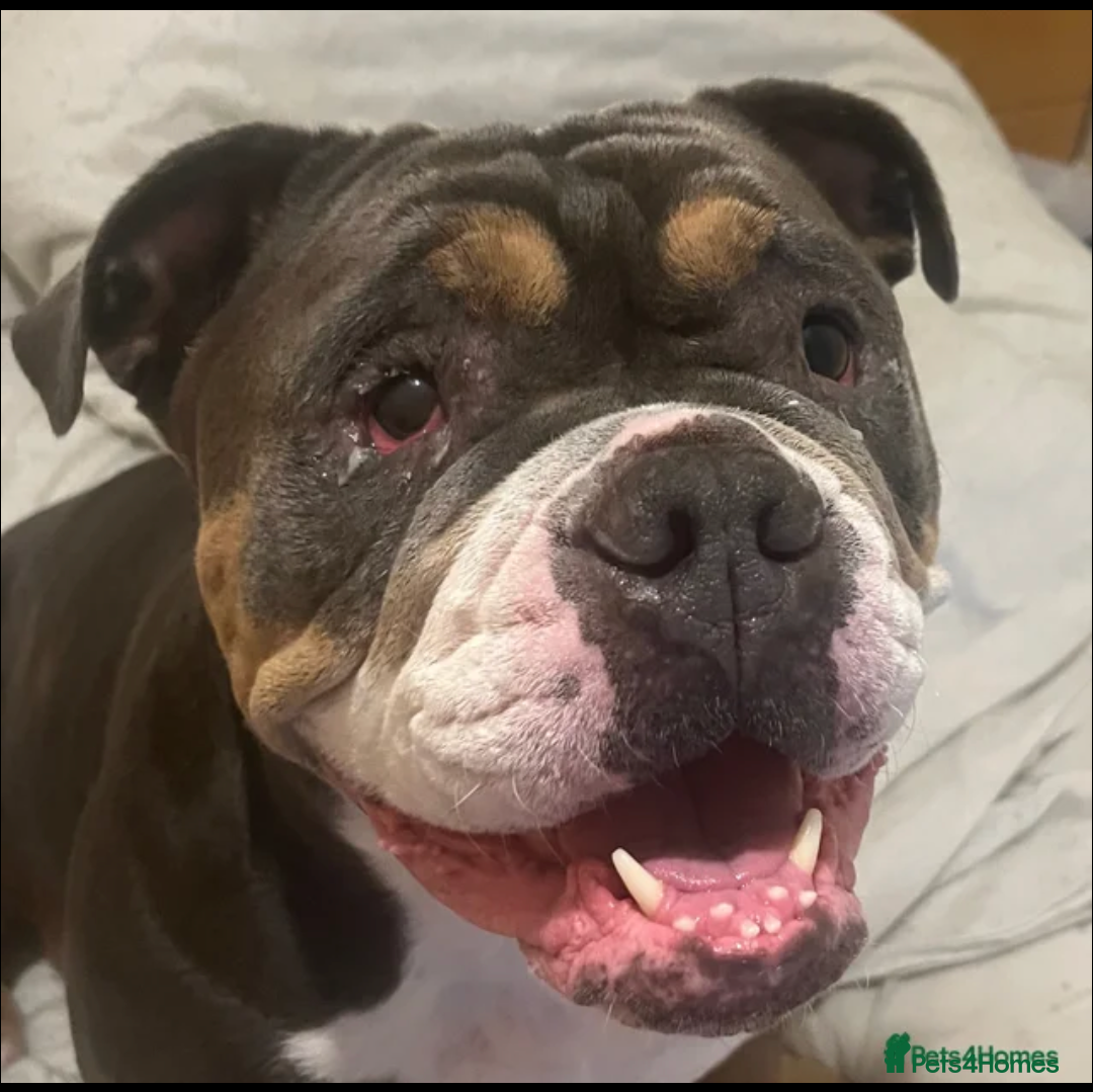 English Bulldog dogs Beautiful female English Bulldog - Advert 1