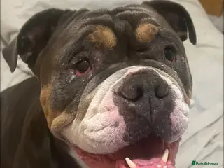 English Bulldog dogs Beautiful female English Bulldog - Advert 1