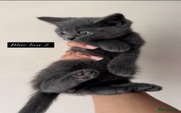 British Shorthair cats for sale: Colourpoint/ bicolour British shorthair kittens  - Image 8