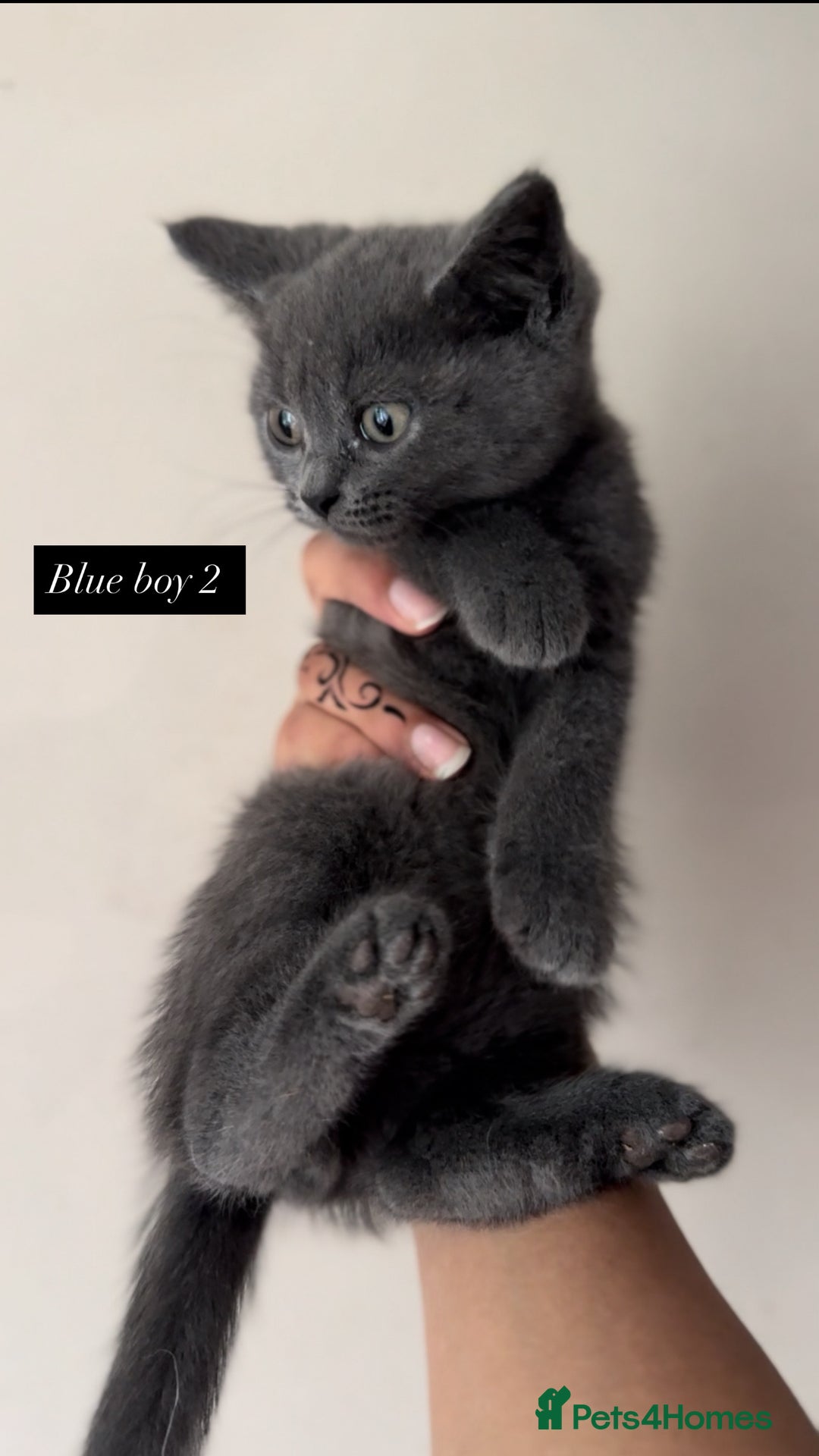 British Shorthair cats for sale: Colourpoint/ bicolour British shorthair kittens  - Image 8