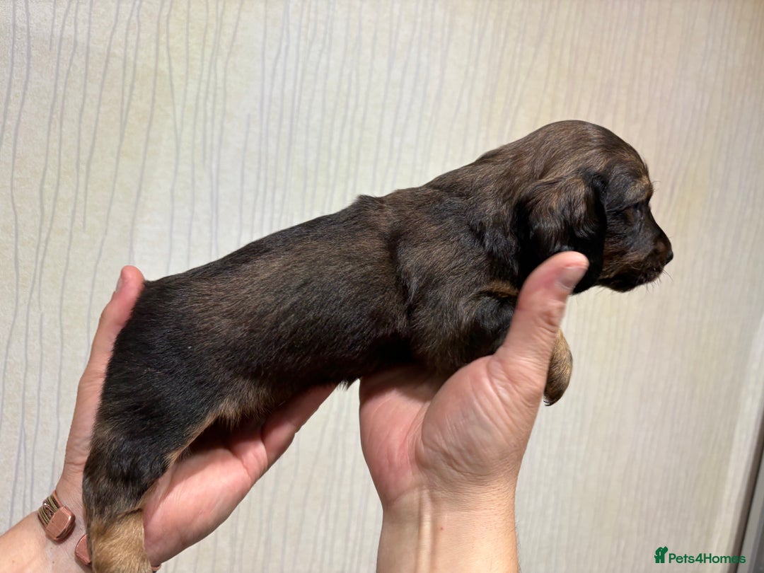 Dachshund dogs for sale: Standard Dachshund Puppies - Advert 2