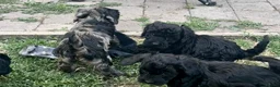 Cockapoo dogs for sale: Beautiful cockapoo pups for sale - Advert 11