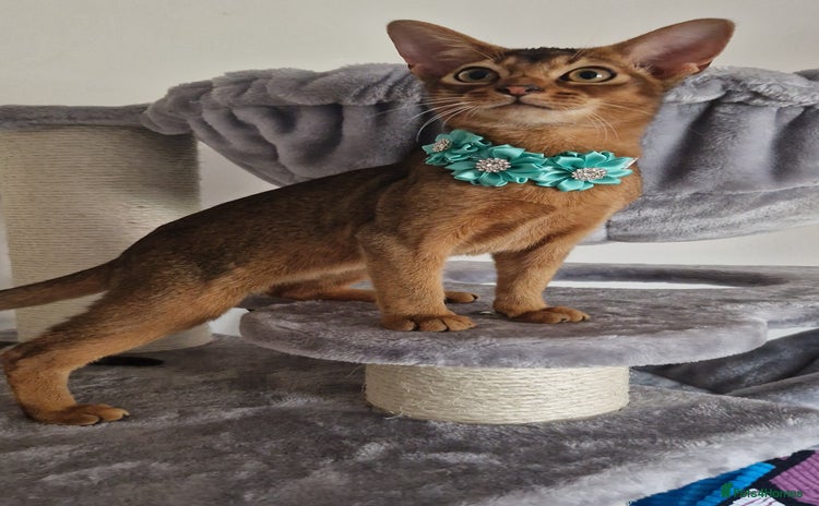Abyssinian cats - Advert 7