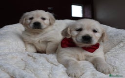 Golden Retriever dogs for sale: Extensively Health tested parents.Snowwhite Chunks - Image 38