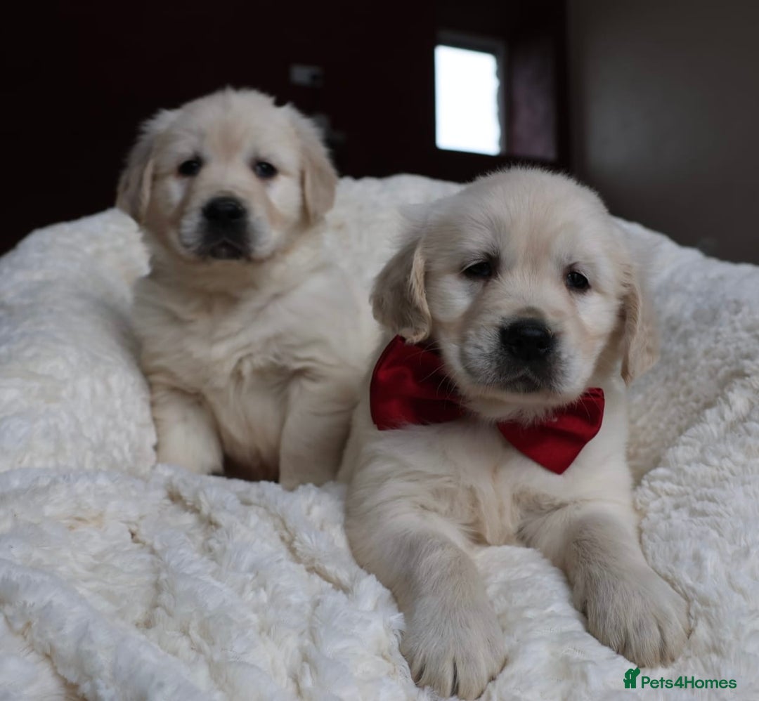 Golden Retriever dogs for sale: Extensively Health tested parents.Snowwhite Chunks - Image 38