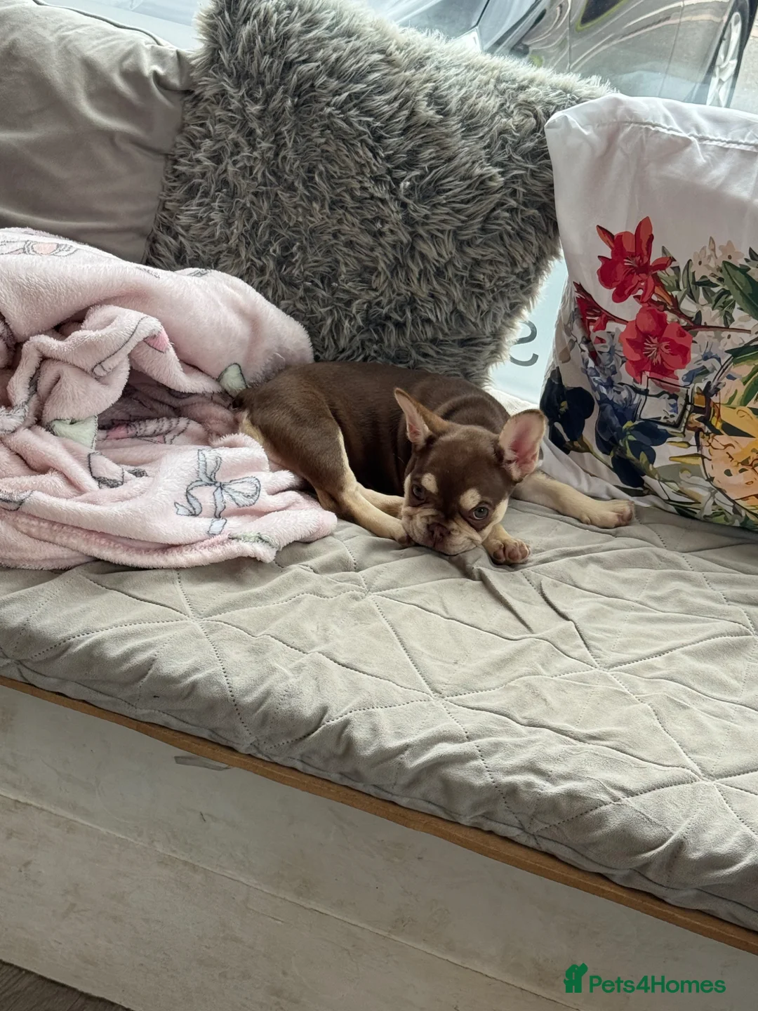 French Bulldog dogs for sale: French bull dog  - Advert 1