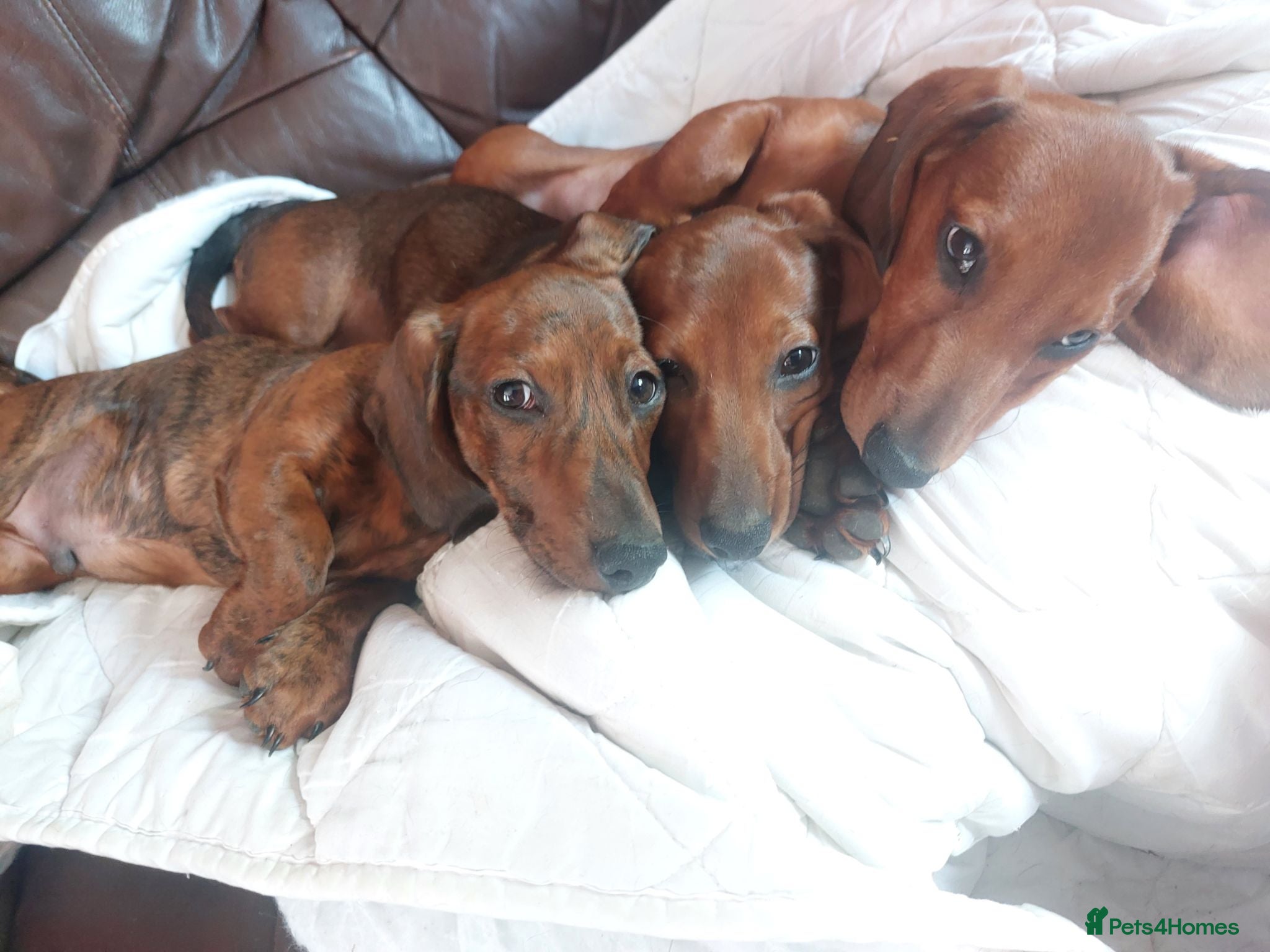 Dachshund dogs Unusual Red Fade & Red Brindle Standard dachshunds - Advert 7
