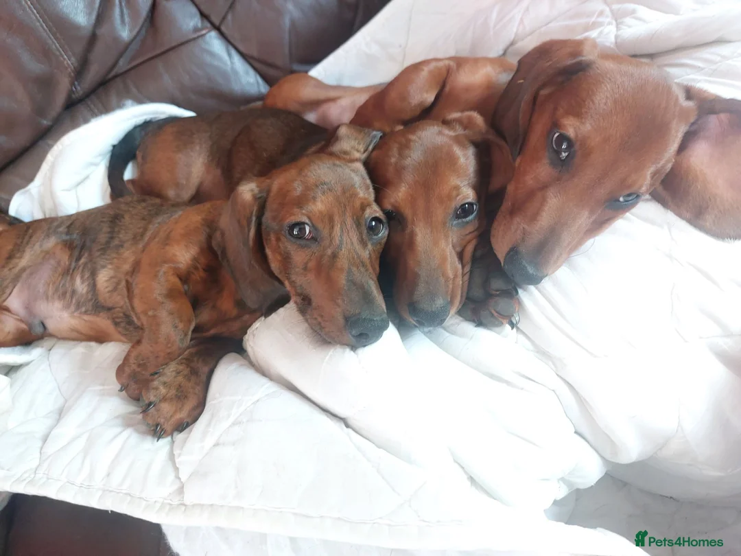 Dachshund dogs for sale: Unusual Red Fade & Red Brindle Standard dachshunds - Advert 1
