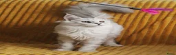Maine Coon cats for sale: Pedigree Silver Shaded Beauties TICA Registered - Advert 3