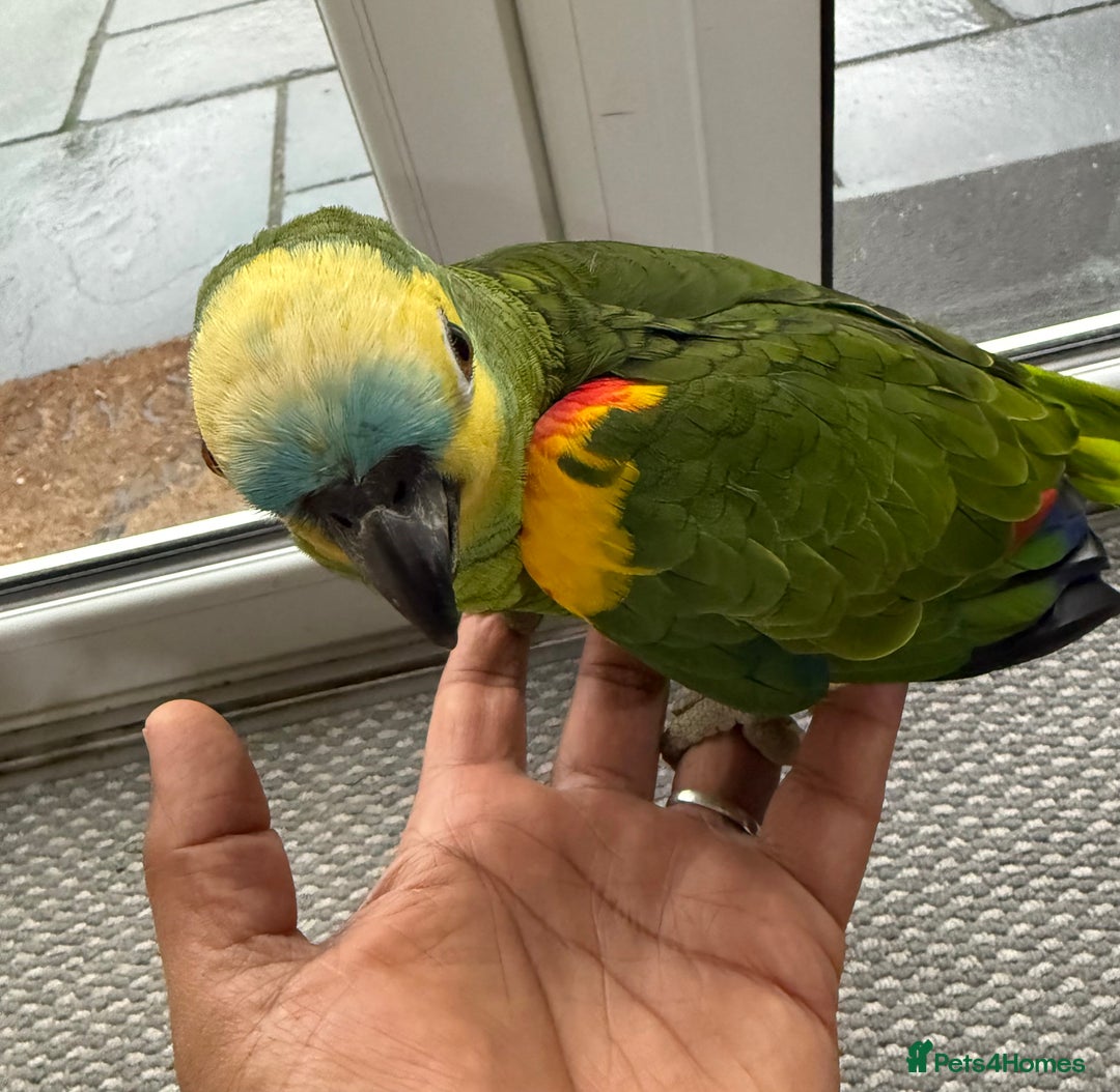 Parrots birds for sale: Blue Font Amazon Male Parrot sorry sold now - Advert 5