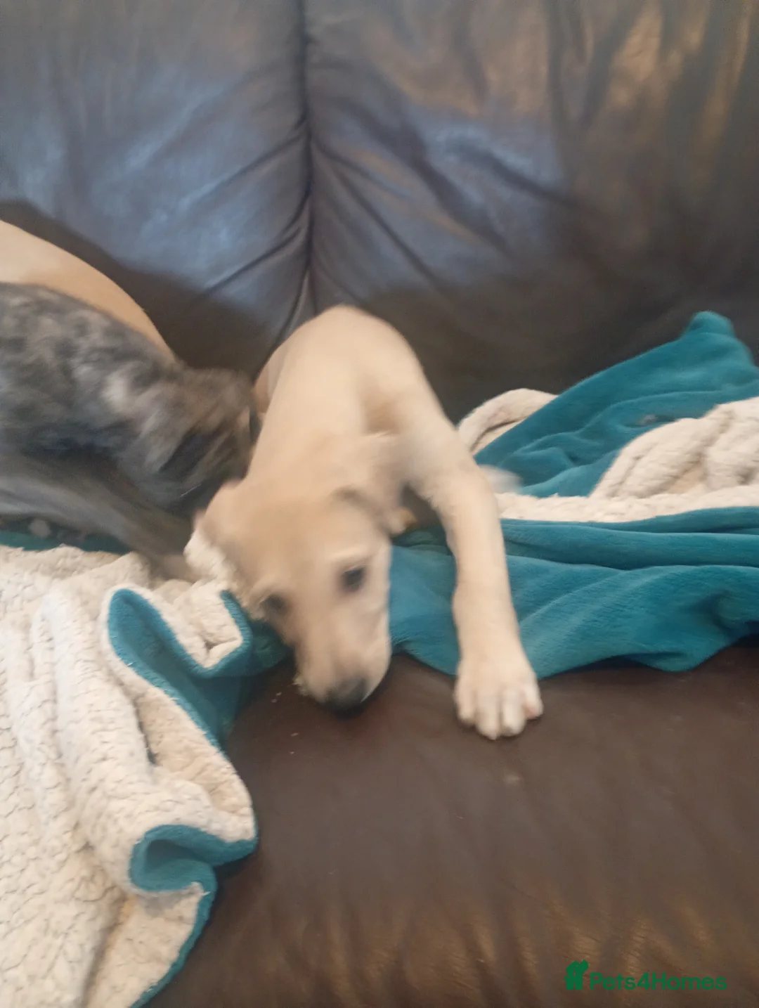 Mixed Breed dogs for sale: Deerhound Saluki x Bull Wheaton Beddy Grey - Advert 9