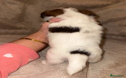 Shih Tzu dogs for sale:  Shih Tzu puppies 1 boy left! - Advert 7