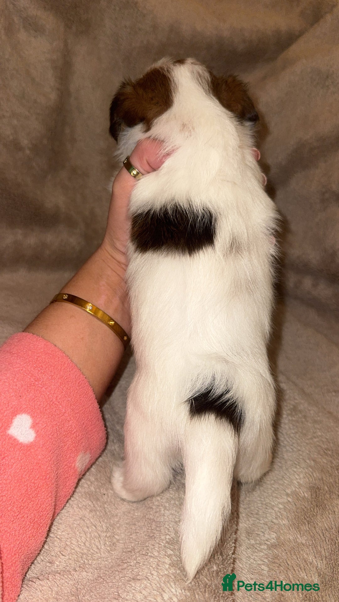 Shih Tzu dogs for sale:  Shih Tzu puppies 1 boy left! - Advert 7