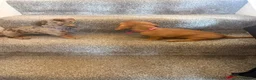 Dachshund dogs for sale: Daushound  - Advert 6