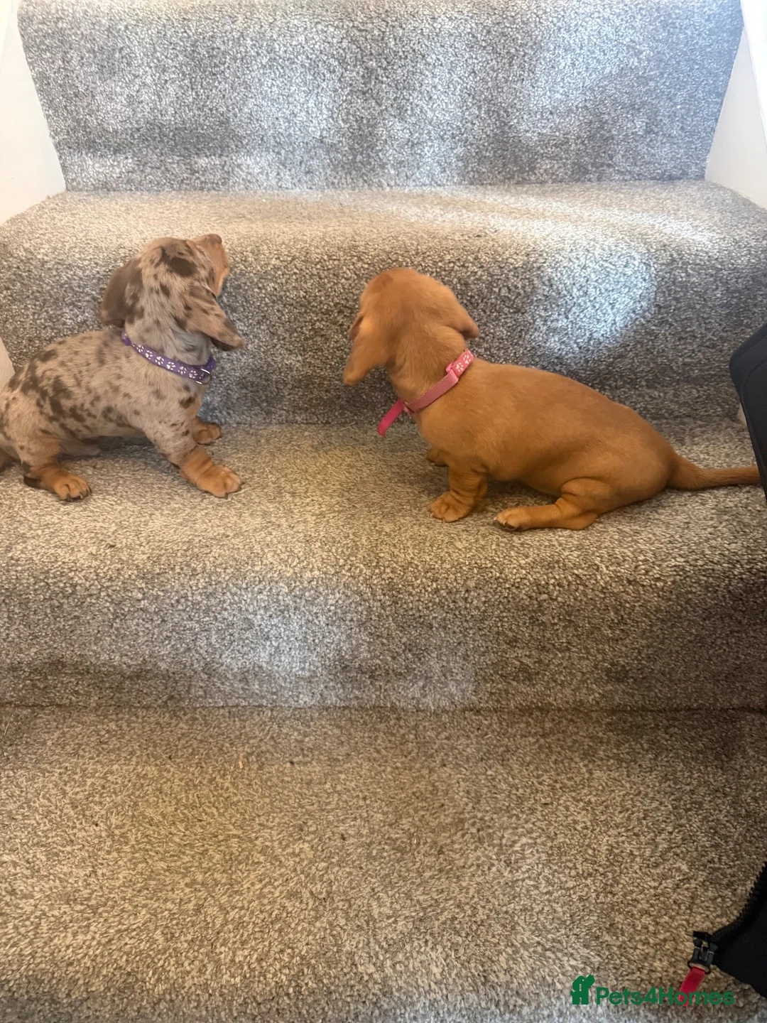 Dachshund dogs for sale: Daushound  - Advert 6