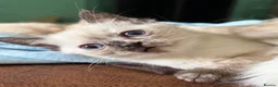 Mixed Breed cats for sale: 2 Gorgeous Ragdoll X Kittens, READY NOW! - Advert 12