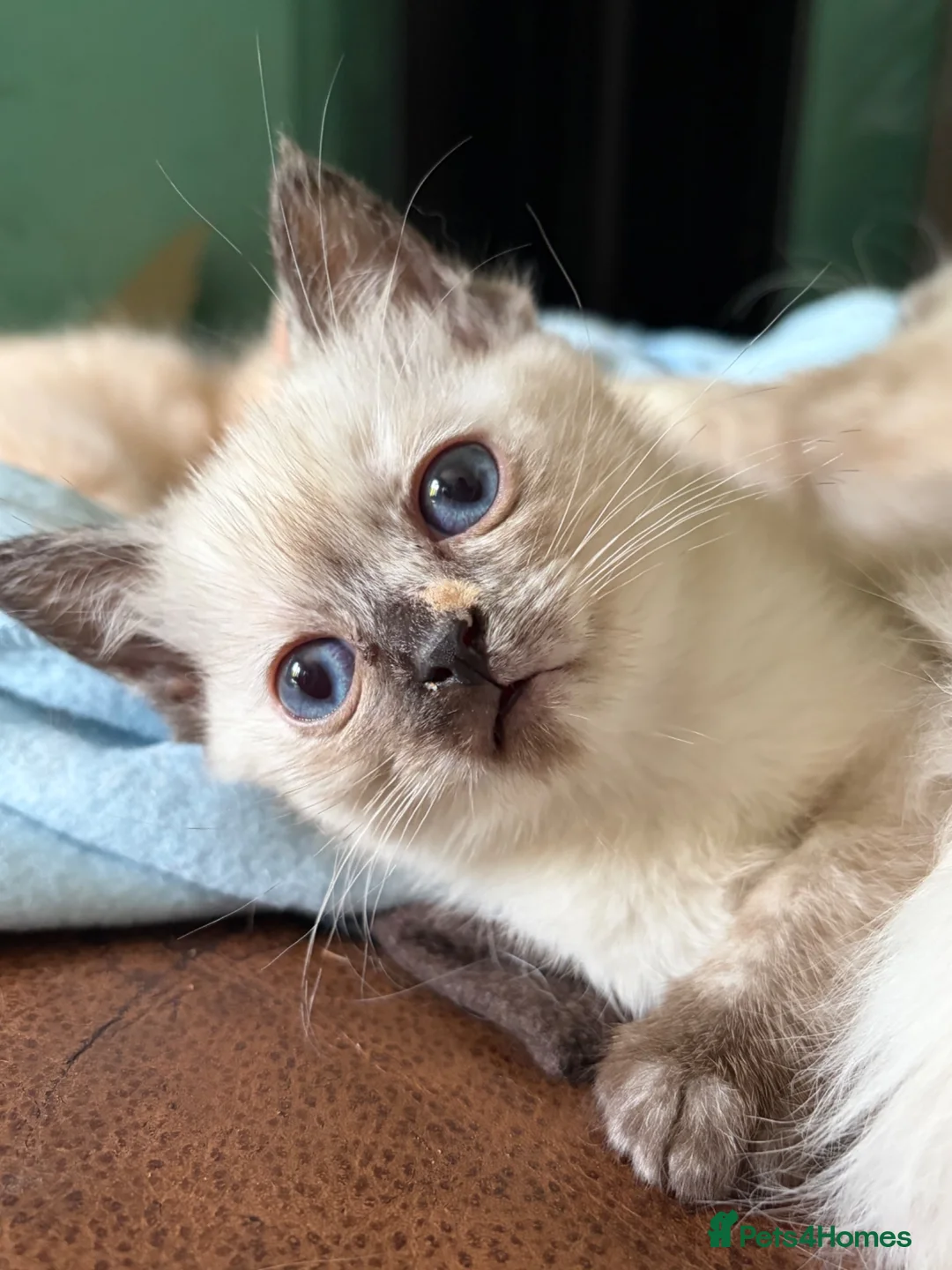 Mixed Breed cats for sale: 2 Gorgeous Ragdoll X Kittens, READY NOW! - Advert 12